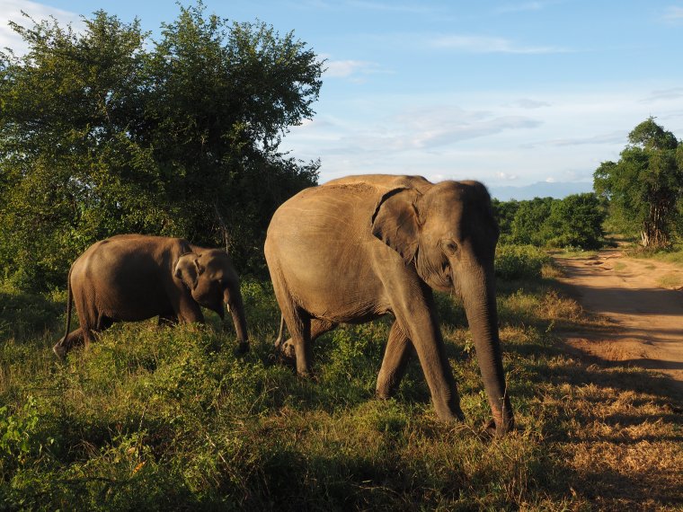Sri Lanka Beautiful Elephants